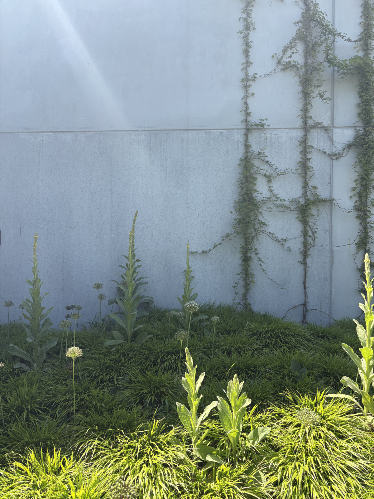 klimplanten muurtuin